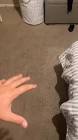 Profile Picture of   Spanky (@kingspanks) TikTok... (@kingspanks) on Tiktok