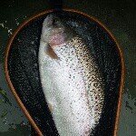 Profile Picture of Gunnar Nelson (@gunnarnelson25) on Instagram