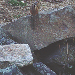 Profile Picture of Justin Andrews (@jswag11) on Flickr