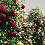 Profile Picture of Patrick knecht (@knecht_patrick) on Instagram