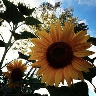 Profile Picture of Melissa Corbin (@MelissaYCorbin) on Twitter