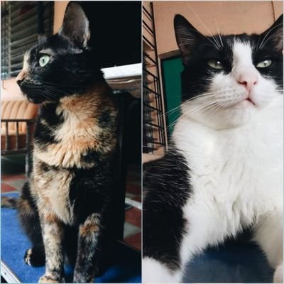 Profile Picture of Ana Berta  🐈 (@Anaberta1_) on Twitter