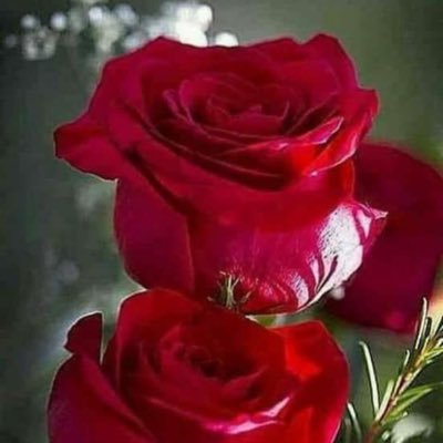 Profile Picture of عبدالله عوده (@abdullah_oudeh2) on Twitter