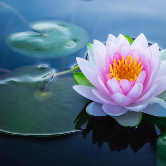 Profile Picture of Tanya Zweep (@sutch89) on Poshmark