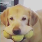 Profile Picture of Kyle Howe (@kyle._.howespamz123) on Instagram