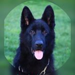 Profile Picture of Sosha Kalantari (@sosha_kalantari) on Instagram