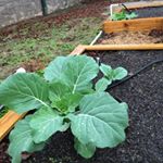 Profile Picture of Lillian Crawford/4-H Acc (@4h_sneedlings) on Instagram