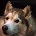 Profile Picture of erikleilanianderson (@erikleilanianderson) on Flickr