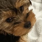 Profile Picture of Debbie Scherr Ring (@deb.ring.37) on Facebook