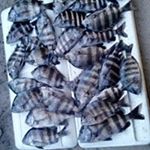 Profile Picture of Peter Colantonio (@petercolantonio) on Instagram