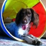 Profile Picture of Winnie The Spaniel (@winnie_the_springer) on Instagram