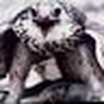 Profile Picture of ~~~~~~~~~~~ al mansouri (@#7833338#) on Flickr