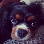 Profile Picture of Craig Lafollette (@alecocket) on Instagram