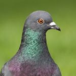 Profile Picture of S A M O D E L L (@samodell7) on Instagram