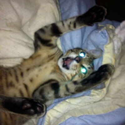 Profile Picture of Alexandra Hobbs (@ATXLawyerHobbs) on Twitter