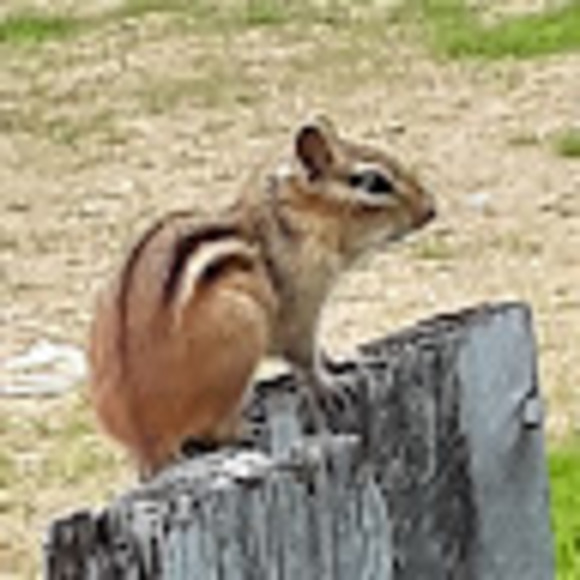 Profile Picture of Colby Lafountain (@lafountain12983) on Poshmark