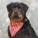 Profile Picture of Bourbon Tomaszewski (@bourbontomaszewski) on Instagram