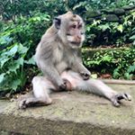 Tom Marks - Instagram Profile Picture of Tom Marks (@basilmoose) on Instagram