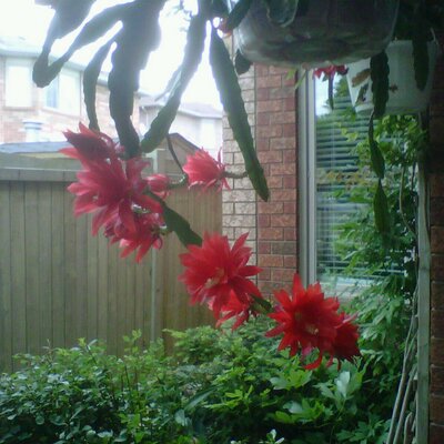 Profile Picture of Voula Tsapoitis (@tsapoitis) on Twitter