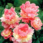 Profile Picture of Joyce Jones-ivey (@j.jonesivey) on Flickr