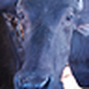 Profile Picture of anujaa (@anujaa) on Flickr