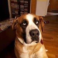 Profile Picture of Daniel Dumouchel (@daniel-dumouchel-1) on Quora