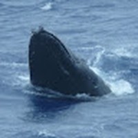 Profile Picture of Mark Fenwick (@mark-fenwick-33) on Quora