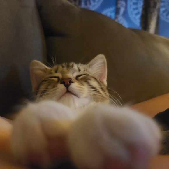 Profile Picture of Meredith Nietfeldt (@pushingdaisies) on Poshmark