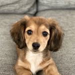 Noel Brewer 🌭 - Instagram Profile Picture of Noel Brewer 🌭 (@noelthefoxiedoxie) on Instagram