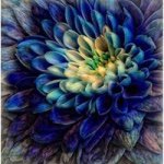 Profile Picture of Tonja Arnold (@_taarpckp) on Instagram