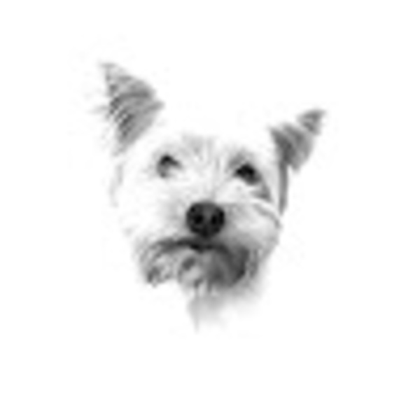 Profile Picture of Tomas Urreta (@urretat) on Poshmark