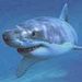 Profile Picture of Sharkie  (@toddpaske) on Pinterest
