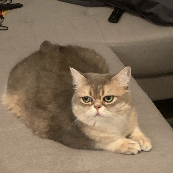 Profile Picture of Hui Huang (@hui_huang) on Poshmark