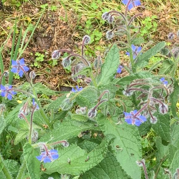 Profile Picture of Suzanne Drexhage (@sdrexhage) on Poshmark