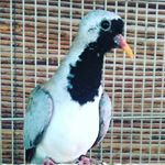 Profile Picture of Abel Fernández cano (@abel_birds) on Instagram