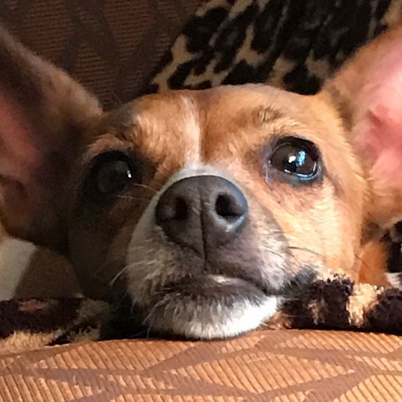 Profile Picture of Ronald Mitchell (@pauljeffrey) on Poshmark