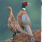 Profile Picture of Hosea Myrna (@hosea.myrna) on Facebook