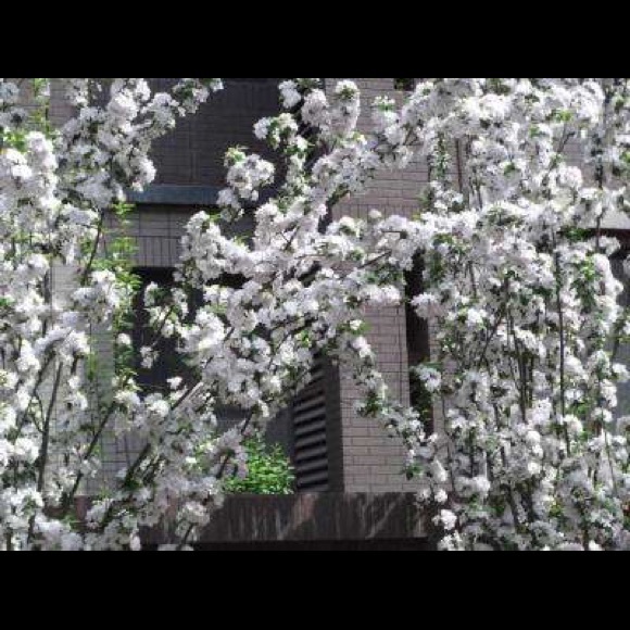 Profile Picture of Thomas Dillard (@maleheaa5107) on Poshmark