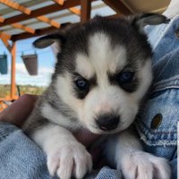 Profile Picture of Joshua Lore (@joshua-lore-4) on Quora