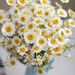 Profile Picture of Millie Mitchell (@milliehmitchell) on Pinterest
