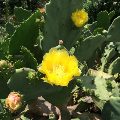 Profile Picture of Amber Hart (@amboQuinn) on Twitter