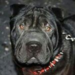Profile Picture of David Menendez Freije (@davidmenendezfreije) on Instagram