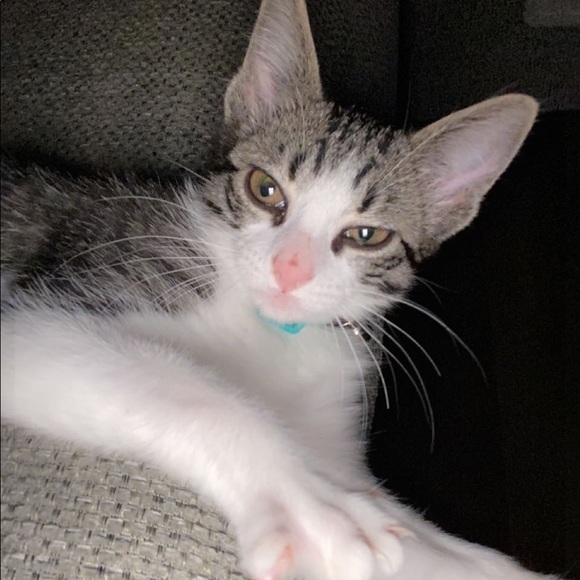 Profile Picture of Brandy Vaughn (@brandyynicolev) on Poshmark