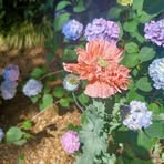 Profile Picture of Laraine Perrins (@laraine.perrins) on Facebook