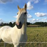 Profile Picture of Poppy and Grace (@bertie_the_connie) on Instagram