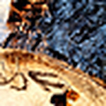 Profile Picture of Jessica Frank (@.mirabella.) on Flickr