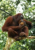 Profile Picture of Orangutan - Wikipediaon Wikipedia