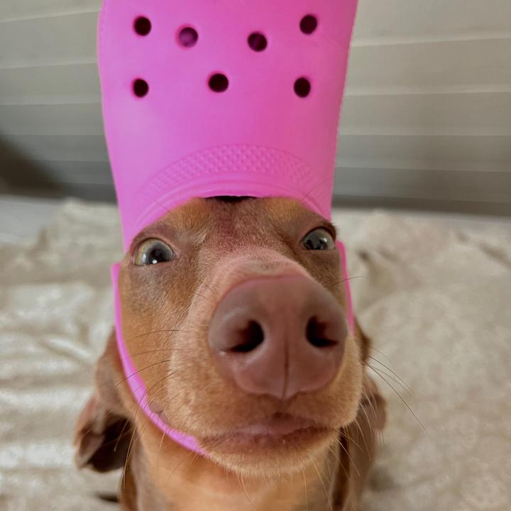 Profile Picture of Alfred (@thedachshundalfred) on Tiktok