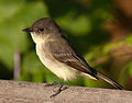 Profile Picture of Phoebe (bird) - Wikipediaon Wikipedia