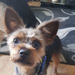 Profile Picture of Jayson Rhodes (@jaynetty19) on Instagram